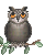 *owl