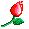 *rose