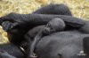 CalgaryZooGorilla.jpg
