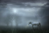 horse in the fog.png