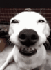 smilingdog.gif