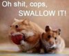 Funny Hamsters Pic.jpg