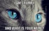 I am grumpy. What is your name.jpg