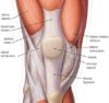 Knee-Anatomy.jpg