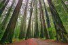 cn_blog_waystoexplorecaliforniaredwoods_st_rm_e1tygr_816x544.jpg