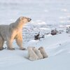 __opt__aboutcom__coeus__resources__content_migration__mnn__images__2019__11__polar_bear_cubs_w...jpg