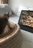 9E17274B-0545-4E9B-8B41-AFDC18523DFA.gif