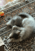074AC1E5-E74D-4554-A21C-ABEEF913D9CE.gif