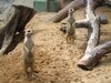 meerkat.JPG