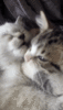 45FBF001-F58B-46ED-B262-750DF6553318.gif