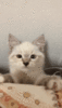 FAA5A44D-4A8A-49C7-AF8D-9C726CE39A99.gif