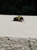 IMG_20200617_161803.jpg