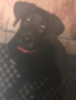 1600512183621.png