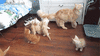 7004c04b81fb794b14dc6bfccf43253b.gif