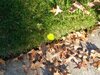 IMG_20201108_133244.jpg