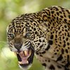 Leopard3.jpg