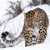 Leopard4.jpg