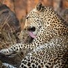 Leopard6.jpg