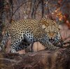 Leopard7.jpg