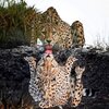 Leopard9.jpg