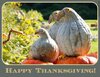 Thanksgiving card.jpg