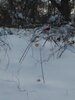 IMG_20201217_131315.jpg