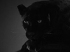 ebf4d73ffbabb0eb0ac756522fc45d9c.gif
