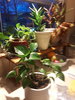 20210128_070556.jpg