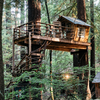 tree house.png