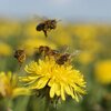 bee-on-dandelion-royalty-free-image-1580721942.jpg