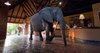 mfuwe-lodge-south-luangwa-national-park-zambia.jpg