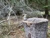 5807847D-9352-481D-B067-E904C0198046.jpeg