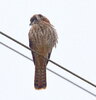 Kestrel.jpg