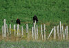 vultures copy.jpg