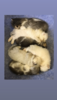 53BA5B59-7CA7-4A32-85B0-5DB1DCF3876C.png