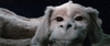 nevend2.gif