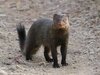 640px-Ruddy_mongoose.jpg