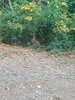 IMG_20210813_081843891.jpg