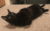 bellababy.png