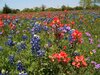 texas-bluebonnets-and-indian-paintbrush-joney-jackson.jpg