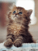 EDA02441-2D82-4D6D-93BD-AEE7D3BE04CF.gif