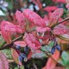 IMG_20211018_191823_711.jpg
