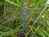 dragonfly.jpg