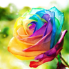 1rainbowrose.png