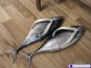 shoes.jpg