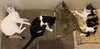 IMG_4966.jpeg