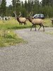 IMG_1433.jpeg