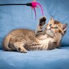 kitten-playing-wand-toy.jpg
