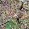 Lichens.jpeg