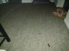 IMG_20231130_070956409.jpg